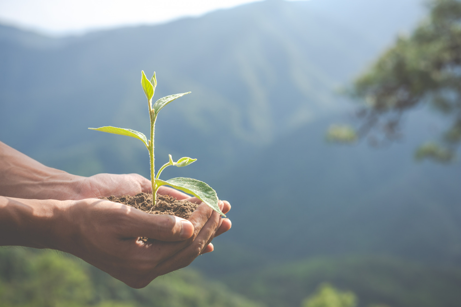 Imagem ilustrando o conteúdo sobre energia sustentável mostrando as mãos de uma pessoa segurando uma muda de planta.